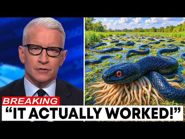 They Called Florida CRAZY For This Snake Plan... Then Nature Did SOMETHING INCREDIBLE