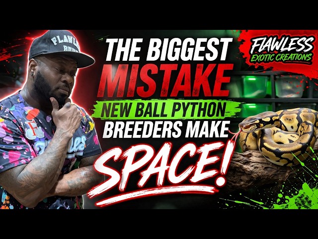 The Biggest Mistake New Ball Python Breeders Make (SPACE!)