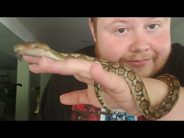 Baby Tiger Reticulated Python 
