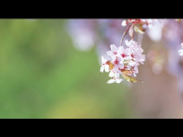 04-MVC Entity Framework People Table and Details