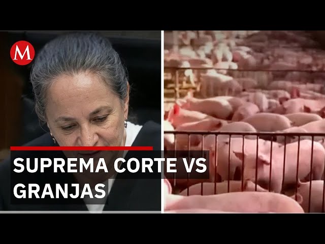 Supreme Court recognizes Mayan rights, but pig farms continue to operate without prior consultation