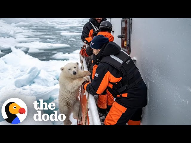 Cómo la IA puede ser perjudicial para los animales | The Dodo