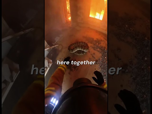 SCARIEST RESCUE EVER! 🐍🔥 (Big Python) #firefighter #rescueefforts #emotional