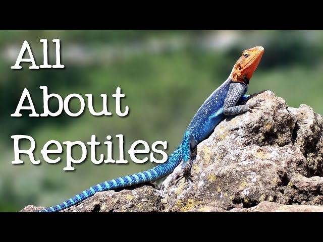 All About Reptiles: What Makes it a Reptile? - FreeSchool