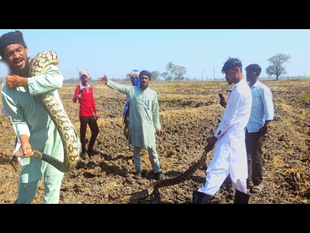 Big size Indian rock python snake rescue, non venue was snake