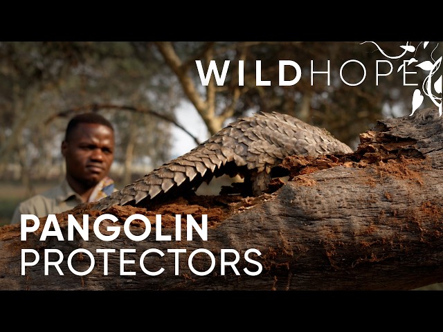 Pangolin Rescue in the Heart of Mozambique | WILD HOPE