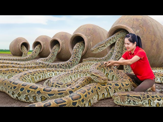 Harvesting 1000+ Gene Mutation Python & Go to Market Sell | Trapping eels with eggs is effective