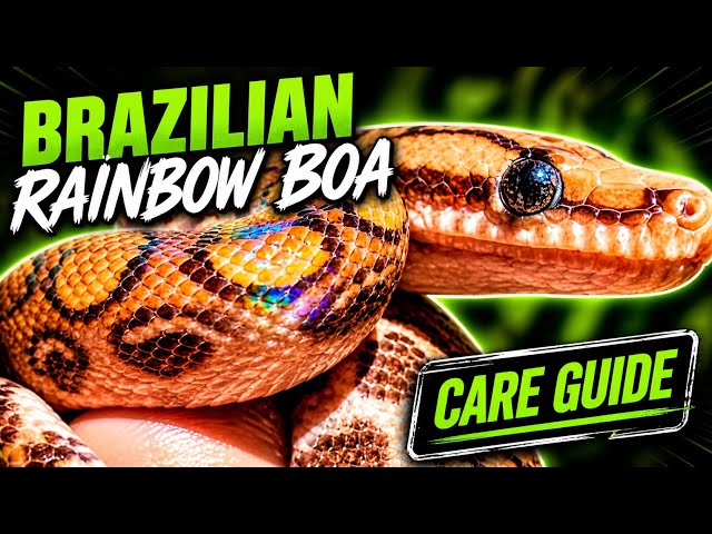 Comprehensive Brazilian Rainbow Boa Care Guide with Constrictly Business
