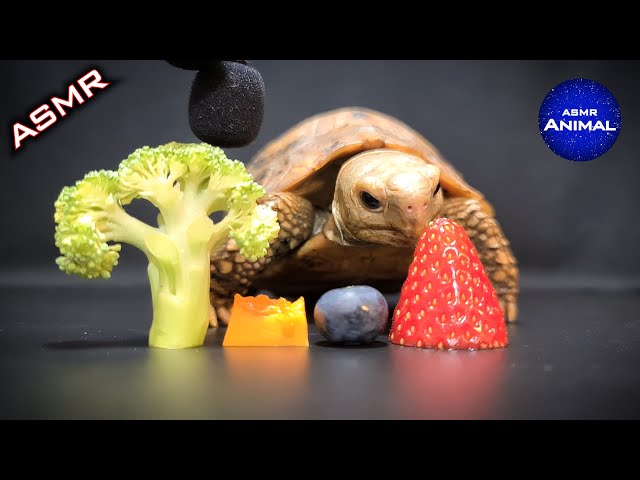 ASMR Mukbang Eating Food 🐢 Turtle Tortoise 83