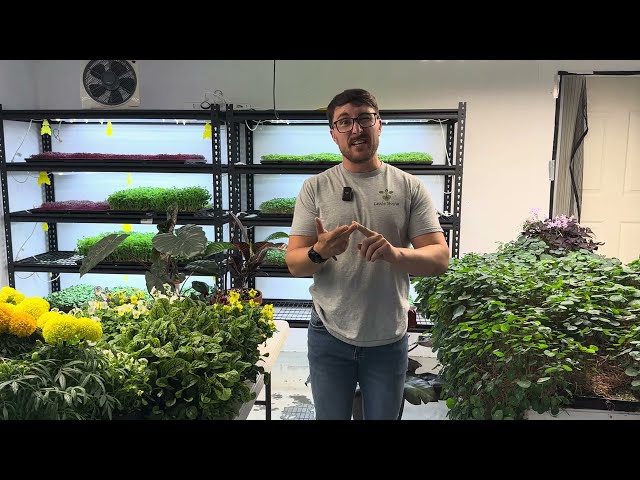 How Much Does This Farm ACTUALLY Make From Microgreens?