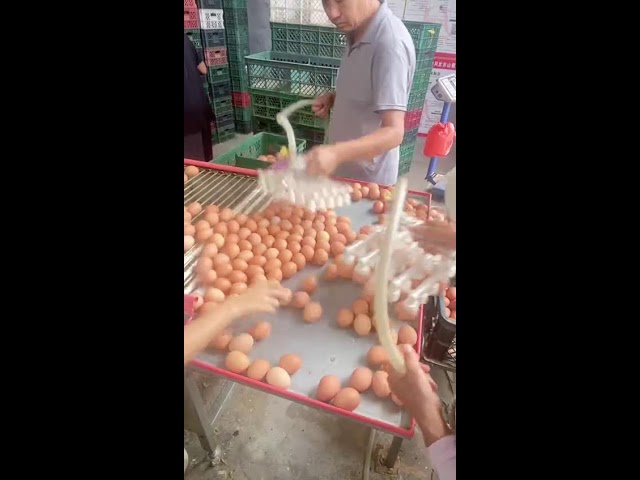 🐾🔴LIVE～Egg Sorting 🥚 2026-07-22