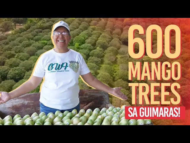 How This Mom Built Her Mango Farm & Business from Scratch | Madiskarte Moms PH