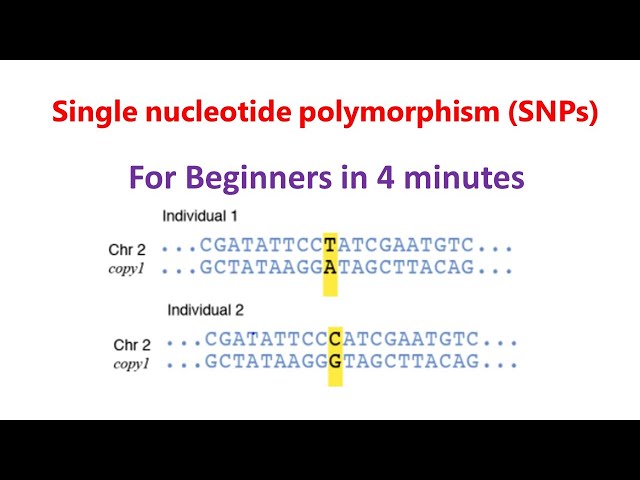 Single nucleotide polymorphism | SNPs | SNPs for beginners |