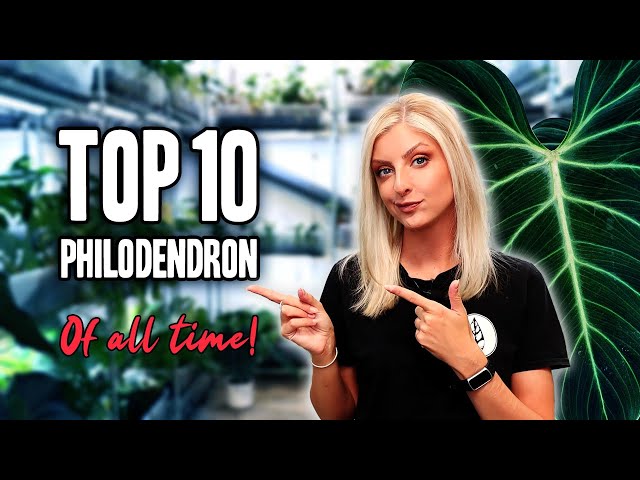 My TOP 10 Philodendron of ALL TIME!