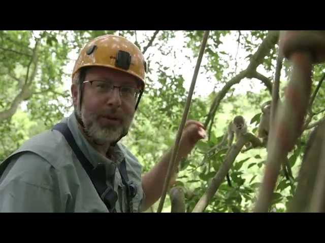 Where Do Our Opposable Thumbs Come From? — HHMI BioInteractive Video