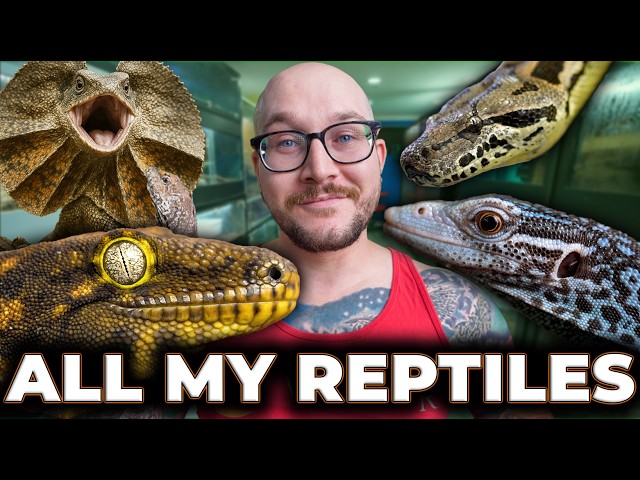 My FINAL Reptile Room Tour