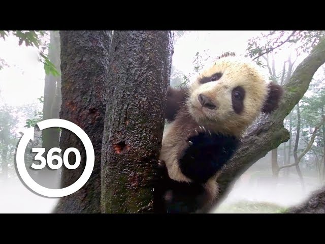 Protecting Pandas (360 Video)