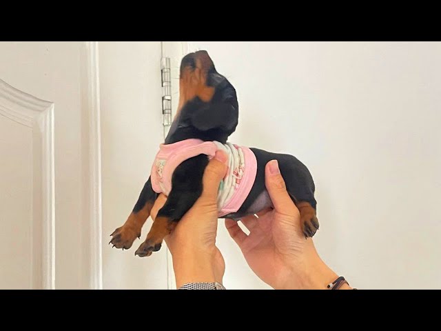 You Can’t Stop Laughing At These Dramatic Puppies 🤣 New FUNNY PUPPIES 2025