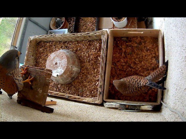 Falco tinnunculus brunensis - cam 2