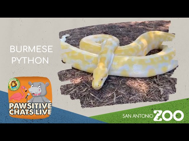 Pawsitive Animal Chat - Burmese Python