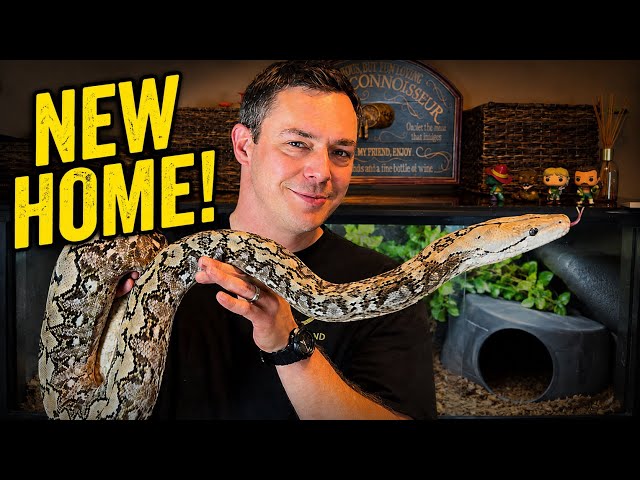 Upgrading Your Snake’s Enclosure Doesn’t Have to Be Expensive!