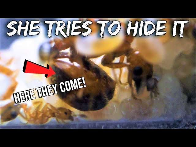FIRE ANT QUEEN LAYING EGGS - FINALLY CAUGHT ON FILM (RARE)