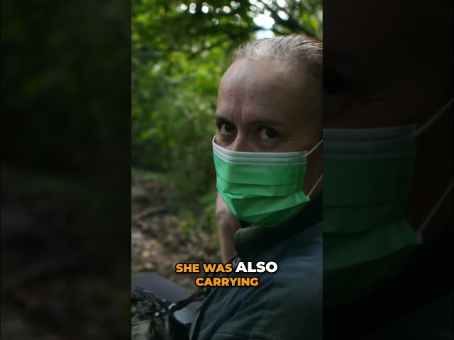 She Carries Two Babies – A Touching True Story! 🦍❤️😢 #gorilla #rwanda #wildlife #nature #animals