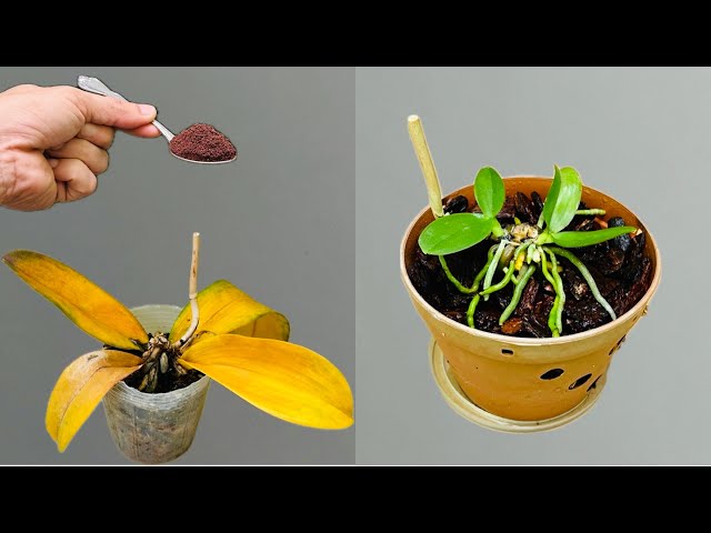 Just coffee! The orchid plant immediately sprouts and blooms all year round.