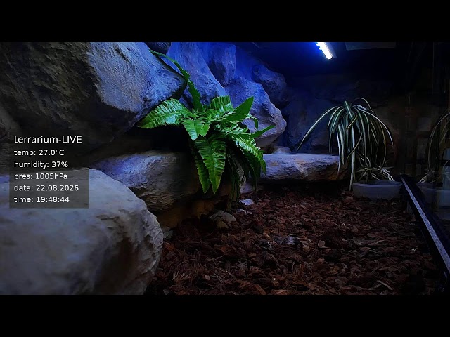 terrarium-LIVE 🔴 22/08/2026 🐍 Ball Python Regius Snake