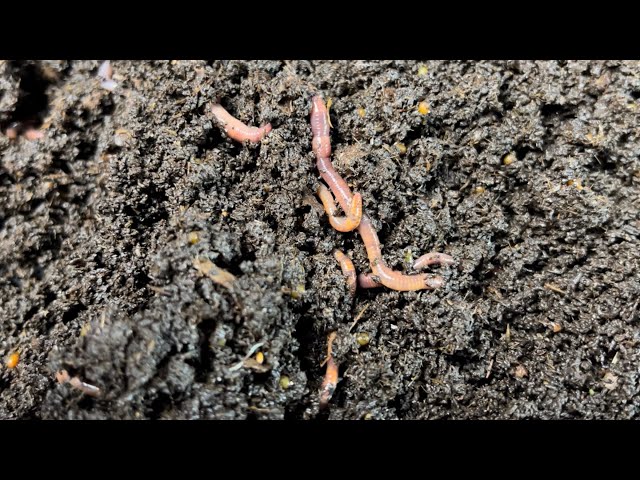 Breeder Bin Managing to Success - Module 4: Breeder Cycle Length 21 Days or ??!