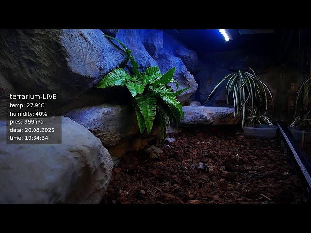 terrarium-LIVE 🔴 20/08/2026 🐍 Ball Python Regius Snake