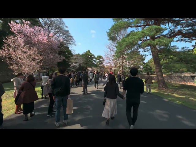 2025 Cherry Blossoms in Japan: A rare VR180 walk onto the Imperial Palace grounds for Hanami
