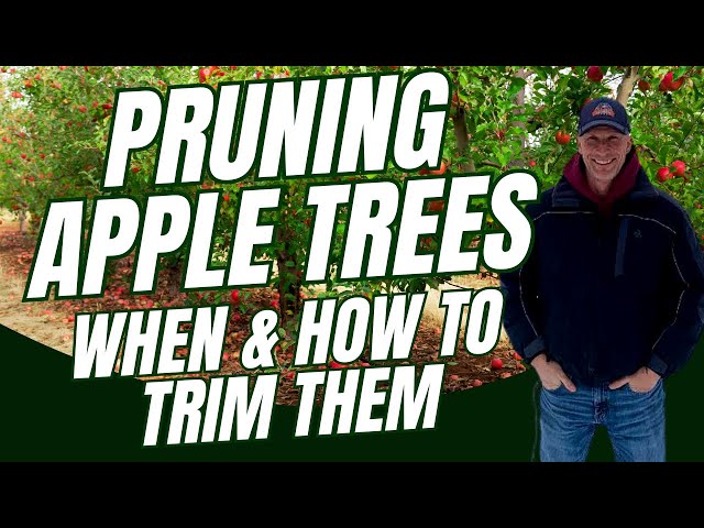 How To PRUNE Your Apple Trees for a Bountiful Harvest Next Year #apples #appletree #appletrees