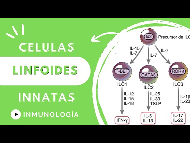 CÉLULAS LINFOCÍTICAS INNATAS PRODUCTORAS DE CITOCINAS