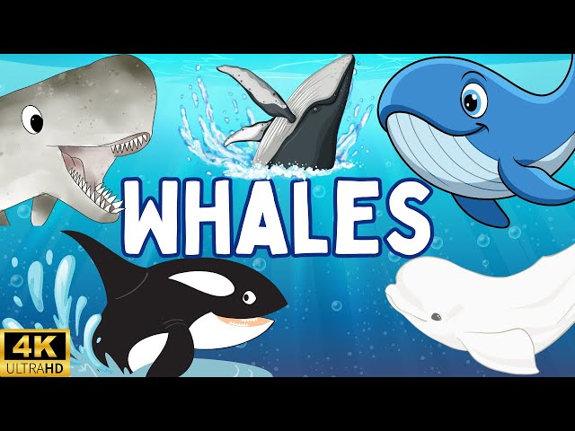 Learning video About whales for kids | Amazing Whale Facts for Kids| Fun & Educational whales Video
