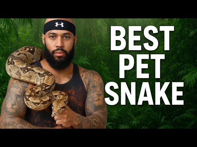 My 3 Snakes Compared: Colombian Boa, Central American Boa & Ball Python (Best Pet Snake?)