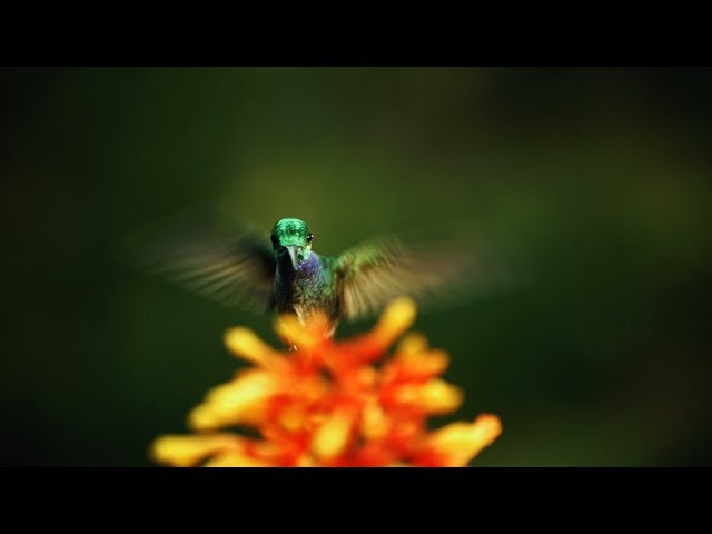 The hidden beauty of pollination - Louie Schwartzberg