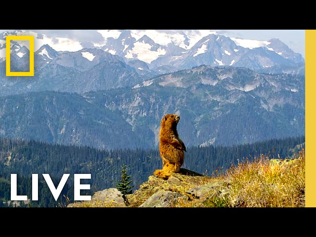 🔴 LIVE: Celebrate 250 Years of America! | National Parks USA LIVESTREAM | National Geographic