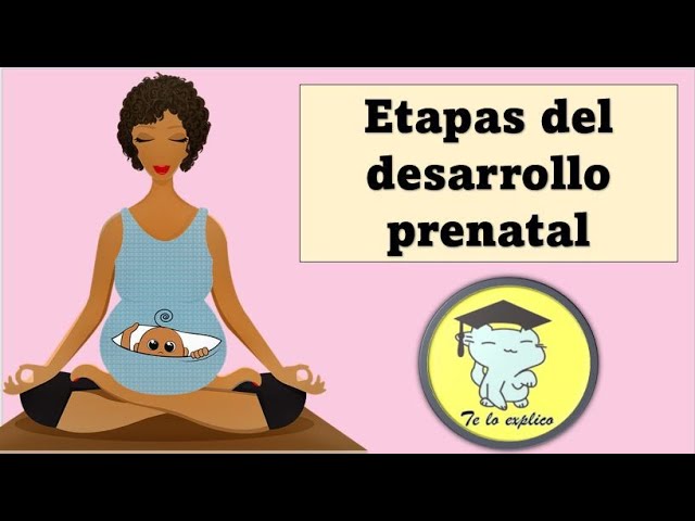 STAGES OF PRENATAL DEVELOPMENT