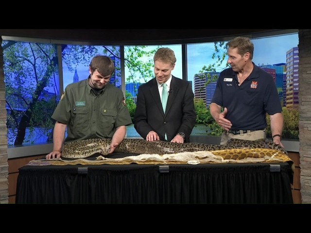 World Snake Day on FOX61 | Live Snakes from Rainforest Reptiles & Beardsley Zoo