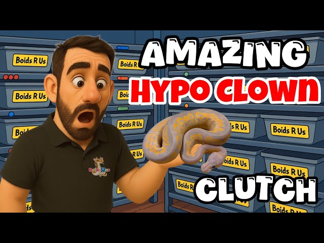 2025 Clutch #21 - “Banana Black Pastel Hypo Clown Clutch” Egg Cutting- Breeding Ball Pythons 