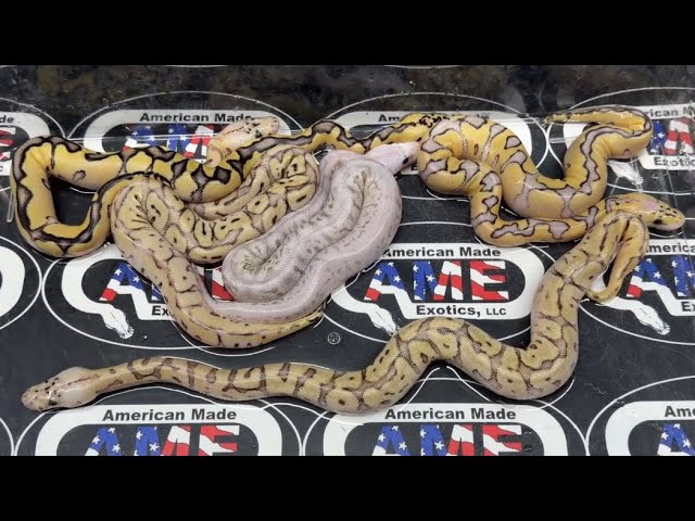 26bpC106 just hatched! 