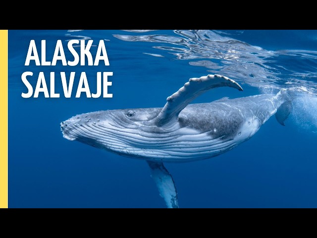 En la zona de alimentación de las ballenas jorobadas | Episodio Completo