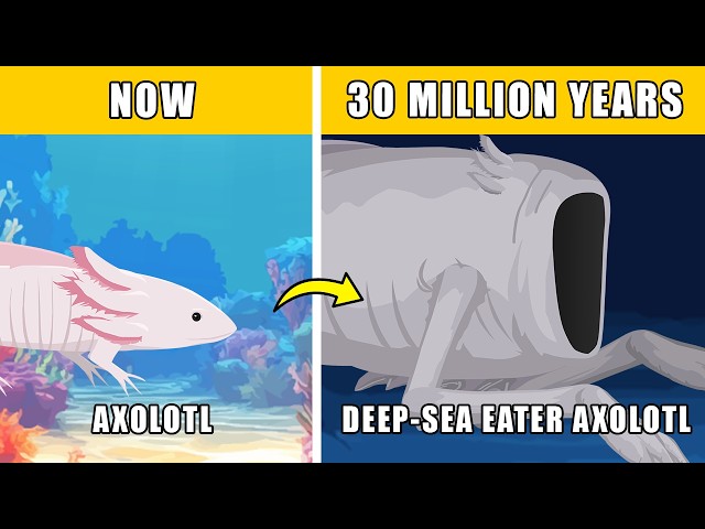 Evolución especulativa del ajolote comedor de aguas profundas