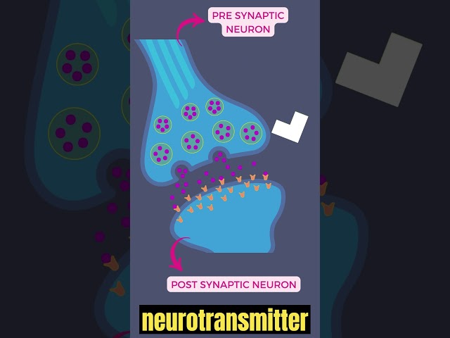 TRANSMISSION of impulse across a SYNAPSE (Quick points)