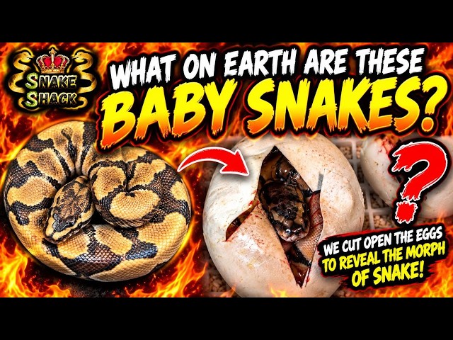 What’s inside these ball python eggs? Can you help us with their Morphs!