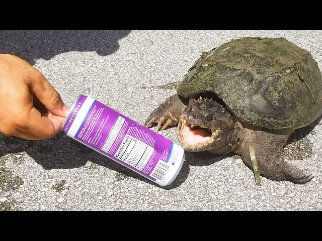 Godzilla Snapping Turtle VS Soda Can! *BITE TEST*