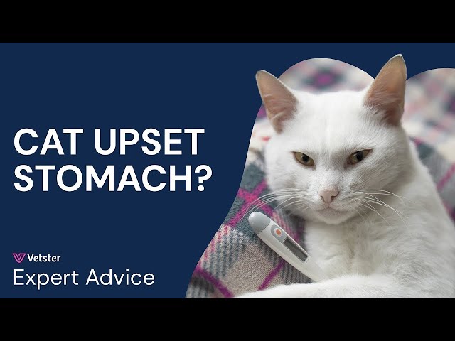 What To Give a Cat for an Upset Stomach | Why Cats Vomit and How to Help