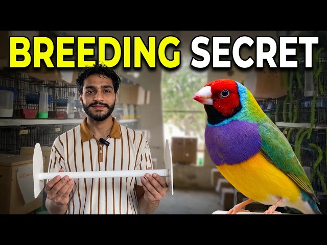 Spanish Line Gouldian Finch & Charcoal Zebra Mutations | Setup Tour