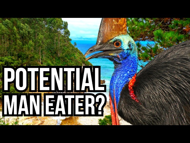 6 Animals That Could Easily Hunt Us If They Really Wanted To